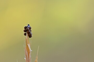 Zwei winzige Wespen (Scelionidae) an Eiern einer Baumwanze (Pentatomidae) - obrazy, fototapety, plakaty