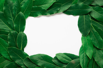 Fototapeta premium green leaves background frame template with while hole in middle photo