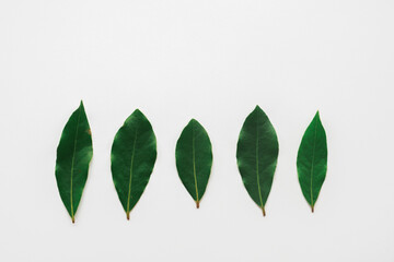 Citrus leaf collection on a white