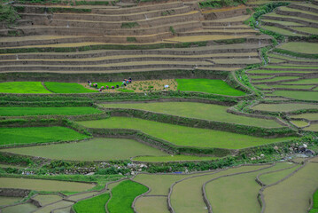 traveling in Mu Cang Chai rice terraces, Vietnam