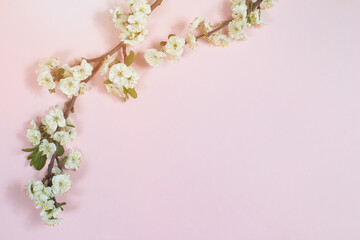 Fototapeta na wymiar Branch with Beautiful white cherry flower blooming on pink background