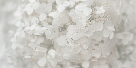 White hydrangea flowers close up. Beautiful delicate floral background for a wedding or holiday. Selective focus. Banner.