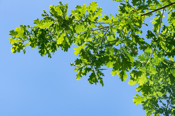 Oak leaf branches summer sunny day