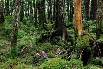 北八ヶ岳白駒の池　苔の森