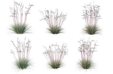  Grass blossoms on a white background