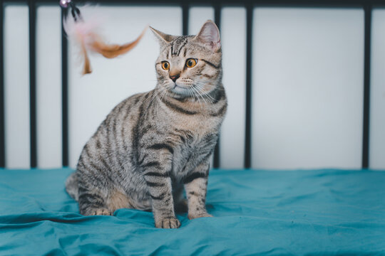 A gray tabby cat with yellow eyes sits on the bed and plays with feathers on a string.