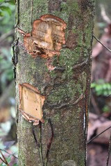 Injury to tree trunk due to sharp object slash