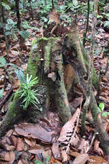 Tree stumps from felling in the forest	