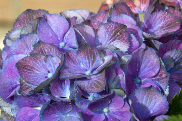 Obraz premium blue hydrangea flower background - macro image