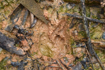 Obraz premium Close-up of footprints of animal in deep and wet mud in the ground.