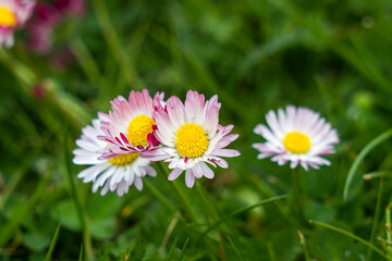 blooming daisies flowers in the garden
