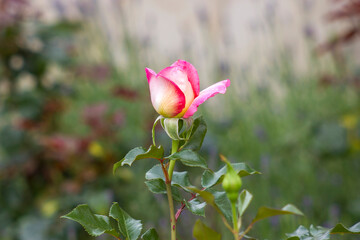 pink rose in the garden - soft focus
