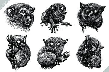 Vintage engrave isolated tarsier set illustration ink sketch. Wild monkey background bohol lemur vector art © Turaev