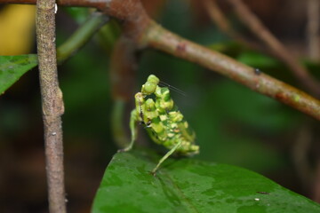 A Praying Mantis on Green Leaf