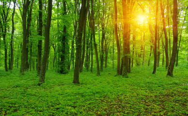 Green forest in spring