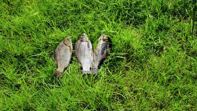 Fisherman hand throwing freshwater fish onto grass. Crucian and common carps, breams, just caught in river or lake, twitching on lawn. Fishing process, haul, hobby, fishery, angling