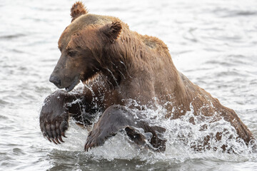 Obraz premium Alaskan brown bear fishing