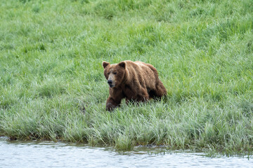 Obraz na płótnie Canvas Alaskan brown bear feeding