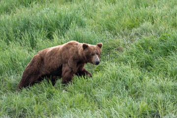 Plakat Alaskan brown bear feeding