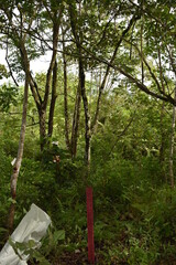 Batang toru tropical rain forest in Indonesia is one of the primary forests with dense and dense...