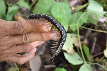 Giant millipede or Archispirostreptus gigas or keluwing in the forest
