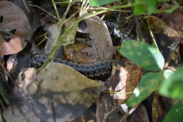 Giant millipede or Archispirostreptus gigas or keluwing in the forest
