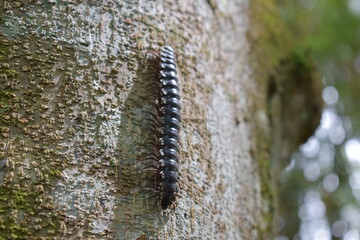 Giant millipede or Archispirostreptus gigas or keluwing in the forest