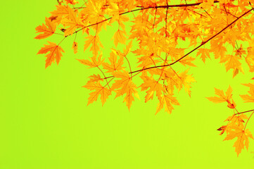 Naklejka na ściany i meble Autumn leaves on the green