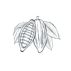 A cocoa pod with leaves and beans. Hand drawn vector illustration