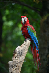 Fototapeta na wymiar Macaw parrot with Colourful perched on the branch in Zoo on Green tree Background