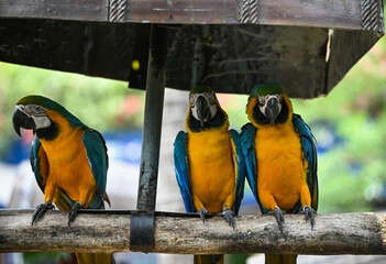 Macaw parrot with Colourful perched on the branch in Zoo on Green tree Background