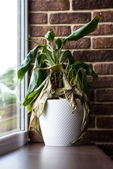 A half-withered dieffenbachia flower. Flowers during the war