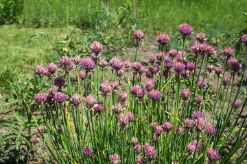 Decorative onion grows and blooms with lilac flowers in a flower bed in the garden