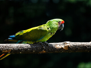 Ara de couleur verte posé sur une branche dans un parc animalier 