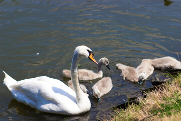White swans with chicks on the lake. Baby swan, young swan, cygnet with his mother
