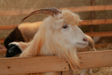 Fototapeta premium Goat in farm with hay and straw
