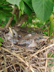 Several small gray chicks in the nest close-up under the leaves