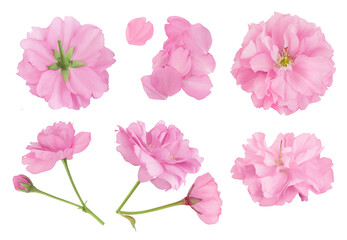 Sakura flower cherry blossom isolated on white background with full depth of field. Top view. Flat lay