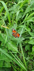 ladybug on grass