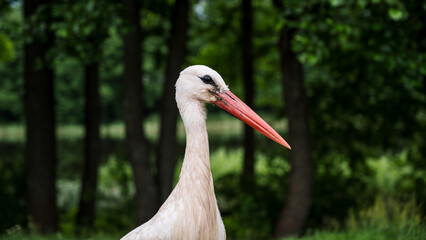 Wild European White Stork standing on green grass. Lake and trees in background. Summer nature in Latvia.