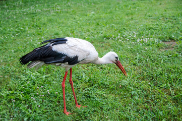 Wild European White Stork standing on green grass. Summer nature in Latvia.
