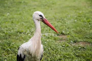 Wild European White Stork standing on green grass. Summer nature in Latvia.