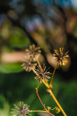 Obraz premium Flower of a Thistle
