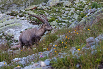 A mountain goat gies through the rocks to look for food.