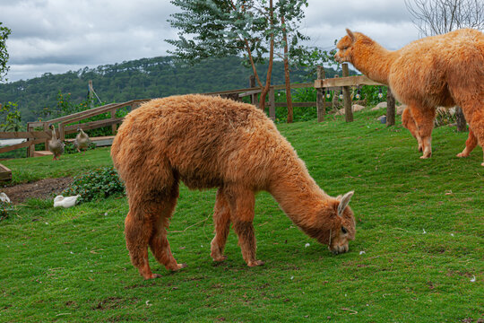 Alpaca eat grass in farm with green lawn
