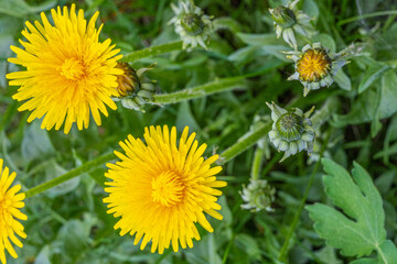 Der Gewöhnliche Löwenzahn (Taraxacum) sprießt im Frühling auf Wiesen. Die strahlend gelben Blüten sind faszinierend schön. Die gesamte Pflanze ist essbar, sehr gesund: Als Salat, Honig, Tee, Pesto.