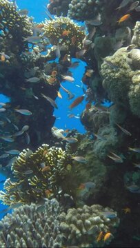 VERTICAL VIDEO: Colorful tropical fishes on beautiful coral reef. Arabian Chromis (Chromis flavaxilla) and Lyretail Anthias (Pseudanthias squamipinnis). Camera moving forward approaching coral reef
