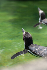 Pinguin im Wasser