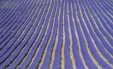 Lavender field in rows cultivated for lavender oil.