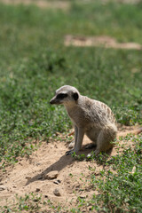 Erdmännchen in der Natur